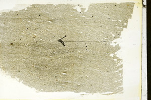 Plane Polarized, S89783