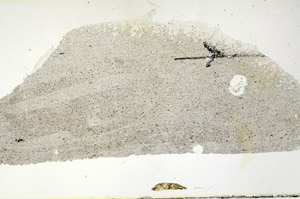 Plane Polarized, S89785