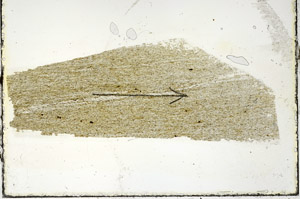 Plane Polarized, S89790