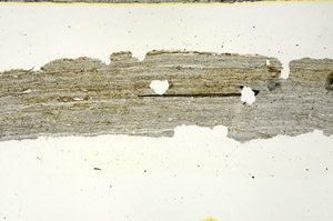 Plane Polarized, S89791