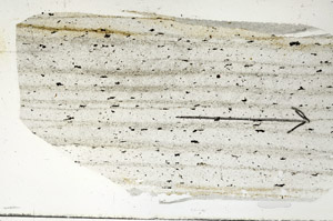 Plane Polarized, S89792