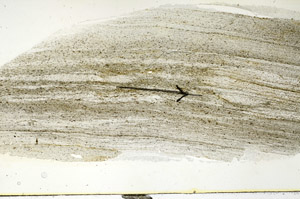 Plane Polarized, S89795
