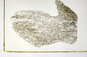 Plane Polarized, S89799