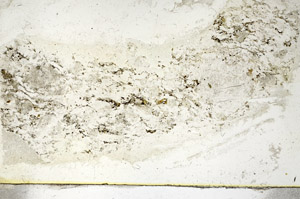 Plane Polarized, S89808