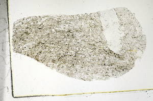 Plane Polarized, S89809