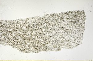 Plane Polarized, S89813