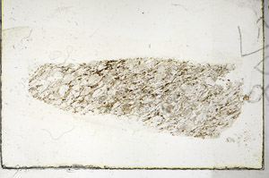 Plane Polarized, S89814