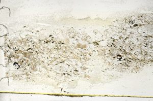 Plane Polarized, S89815