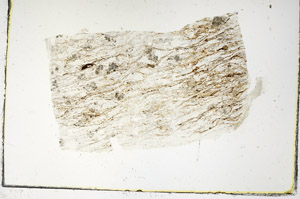Plane Polarized, S89818