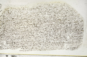 Plane Polarized, S89819