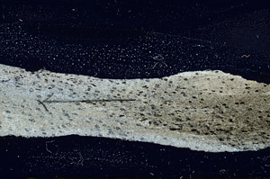 Cross Polarized, S89824