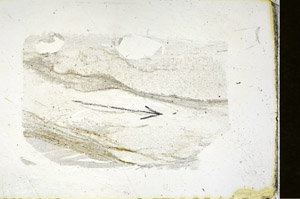 Plane Polarized, S89825