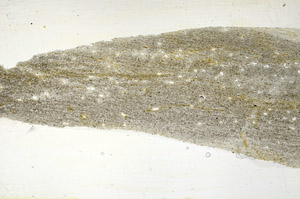 Plane Polarized, S89828