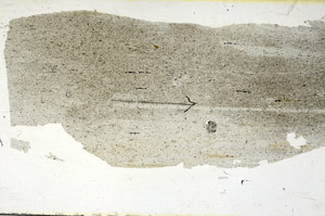 Plane Polarized, S89829