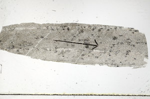 Plane Polarized, S89831