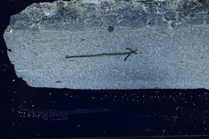 Cross Polarized, S89833