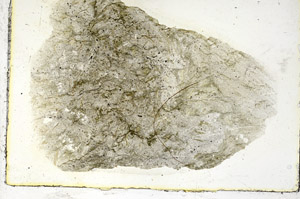 Plane Polarized, S89834
