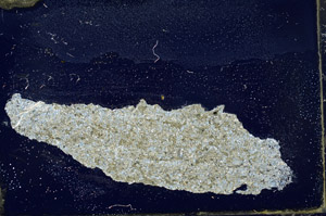 Cross Polarized, S89835