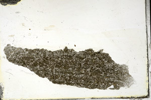 Plane Polarized, S89835