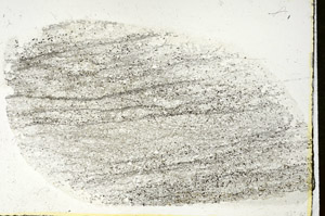 Plane Polarized, S89843