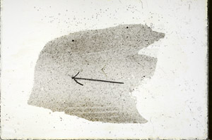 Plane Polarized, S89844