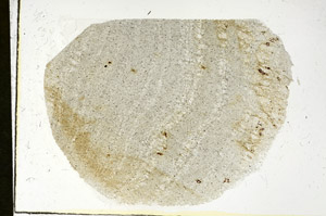 Plane Polarized, S89853