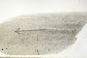Plane Polarized, S89860