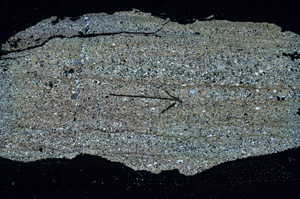 Cross Polarized, S89861