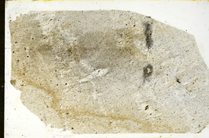 Plane Polarized, S89864