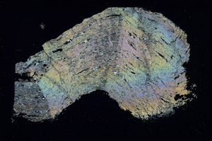 Cross Polarized, S89872