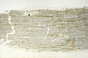 Plane Polarized, S89875