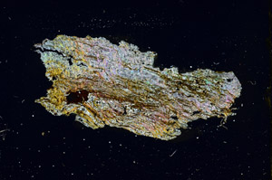 Cross Polarized, S89876