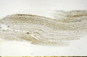 Plane Polarized, S89877