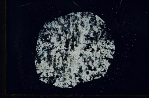 Cross Polarized, S89886