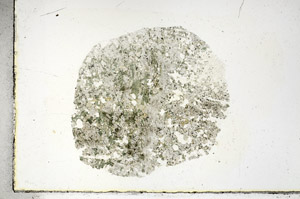 Plane Polarized, S89886