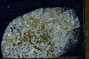 Cross Polarized, S89888