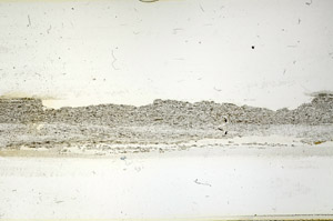 Plane Polarized, S89892