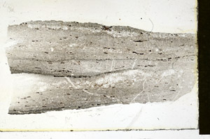 Plane Polarized, S89893