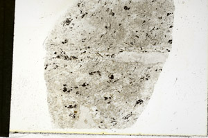 Plane Polarized, S89898