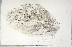 Plane Polarized, S89901