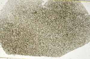 Plane Polarized, S89903