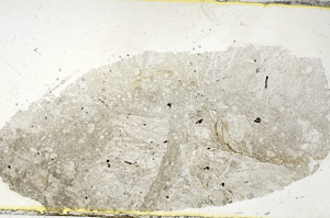 Plane Polarized, S89915