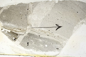 Plane Polarized, S89917