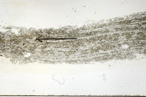 Plane Polarized, S89920