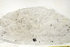 Plane Polarized, S89925
