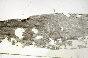 Plane Polarized, S89926