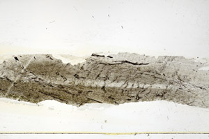 Plane Polarized, S89933