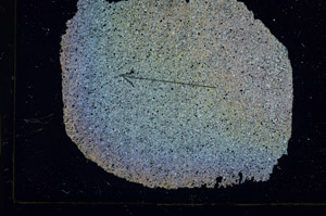 Cross Polarized, S89935