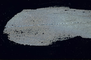 Cross Polarized, S89937