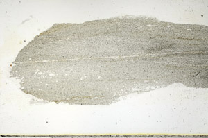 Plane Polarized, S89937